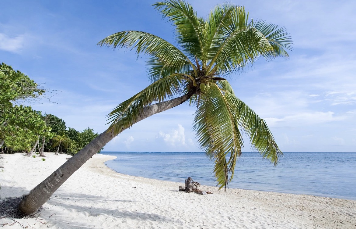 Paysage de Martinique avec palmier